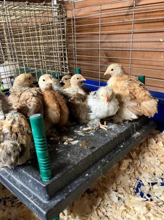 Image 3 of Various breeds of chicks for sale