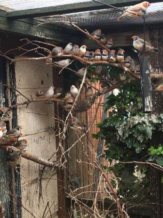 Image 2 of Zebra Finches in outside Avery