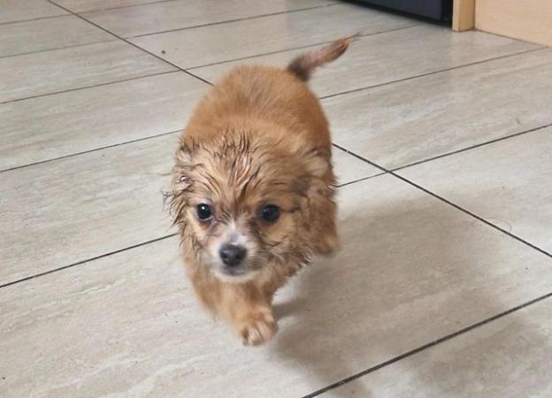 Image 14 of 2x Male Pomchi Puppies for Sale!