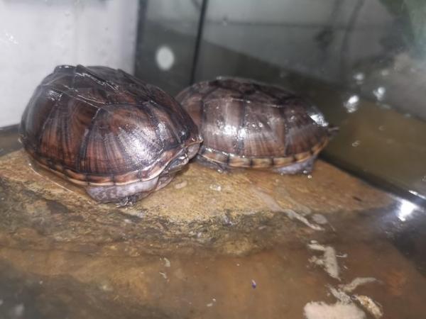 Image 3 of 2 male 3 year old musk terrapins