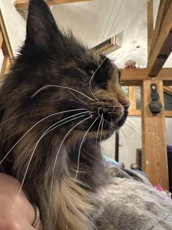 Image 1 of WANTED: adult Maine coon - loving 5* forever home awaits