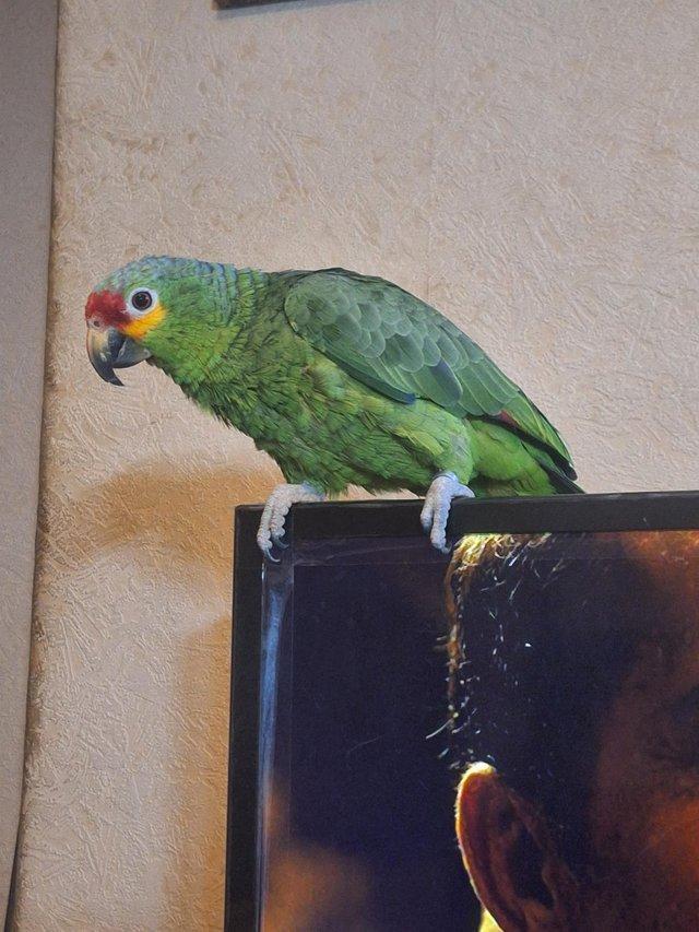 Preview of the first image of 2 year old amazon parrot and cage.
