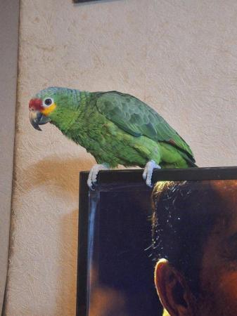 Image 1 of 2 year old amazon parrot and cage