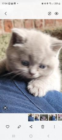Image 9 of Gccf registered lilac British Shorthair kittens