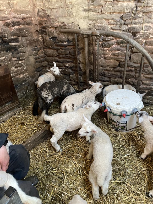 Preview of the first image of Texel and Suffolk x orphan lambs.