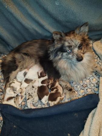 Image 3 of Fluffy Pomeranian pups ready now 1 boy available