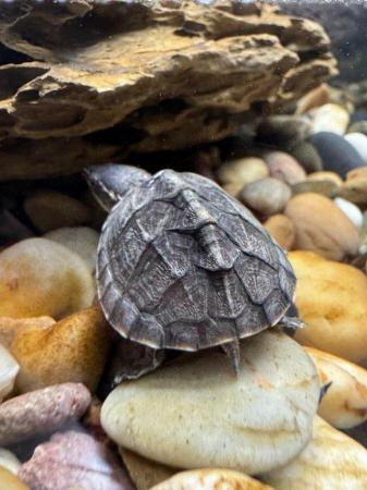 Image 6 of Turtle (Musk Turtles) ready now.