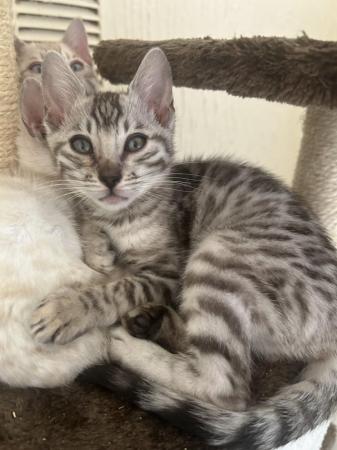 Image 10 of TICA registered beautiful Bengal kittens