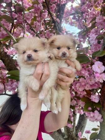 Image 12 of Pomeranian puppies Now Ready !