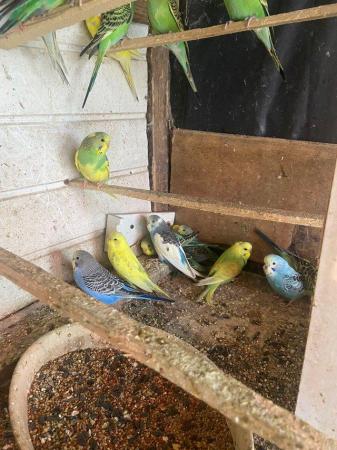 Image 2 of Baby budgies for sale please message