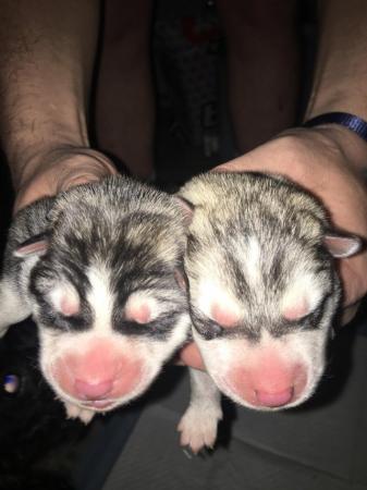 Image 2 of Gorgeous Siberian husky puppies for sale!