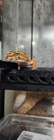 Image 5 of Leopard gecko and exo terra tank and equipment