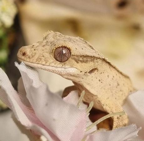 Image 1 of Beautiful Male Crested Gecko