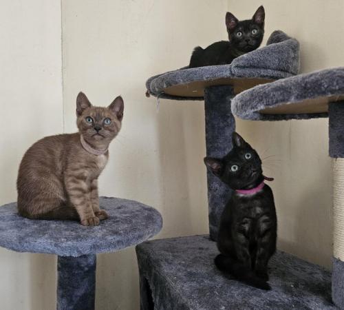 Image 13 of Tica Reg Bengal Kittens for loving home
