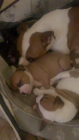 Image 2 of Staffie pups for sale ready to leave on 8th may