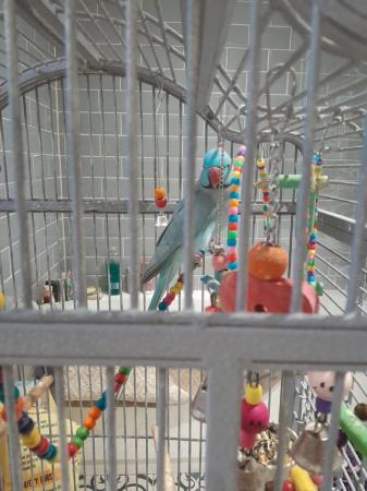Image 5 of For Sale Pair of Male Ringneck Parrots
