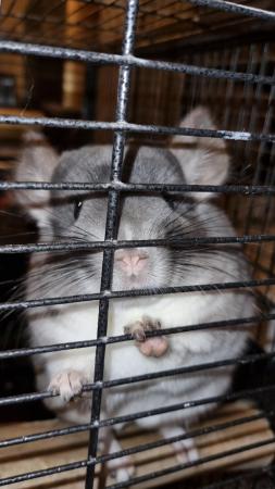 Image 4 of Chinchillas 2 bonded males Violet and Standard Grey