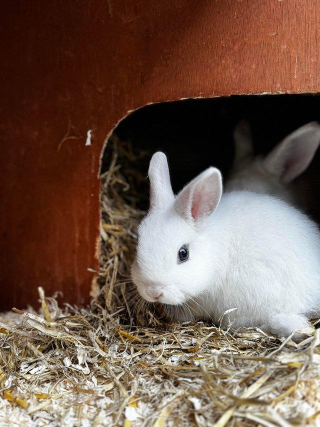 Preview of the first image of Baby rabbits for looking for their new homes.