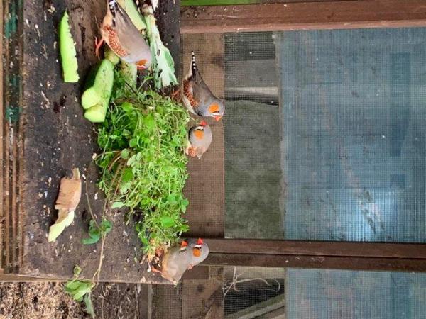 Image 1 of Zebra finches, aviary bred males only