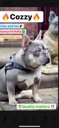 Image 3 of Last lilac merl male French bulldog
