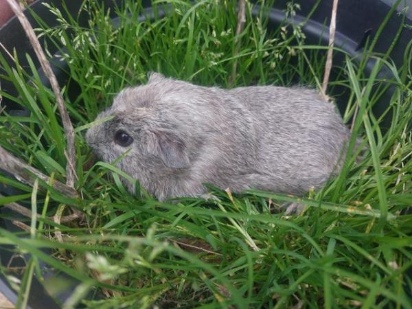 Image 5 of Guinea pig boys, stunning colours. Can go as a bonded pair