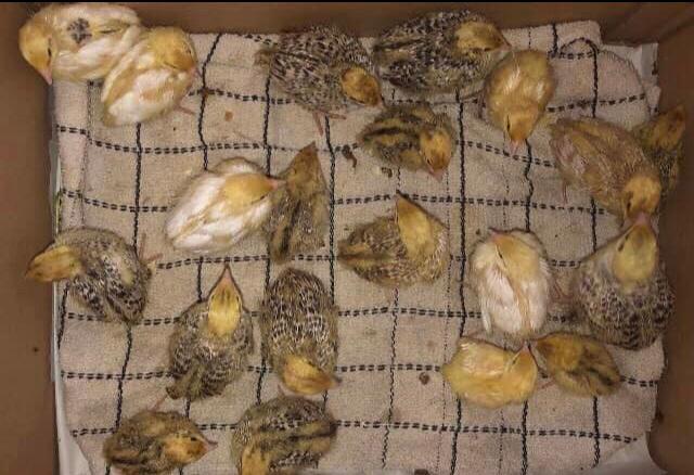 Image 21 of QUAIL HATCHING EGGS/4 BREEDS !