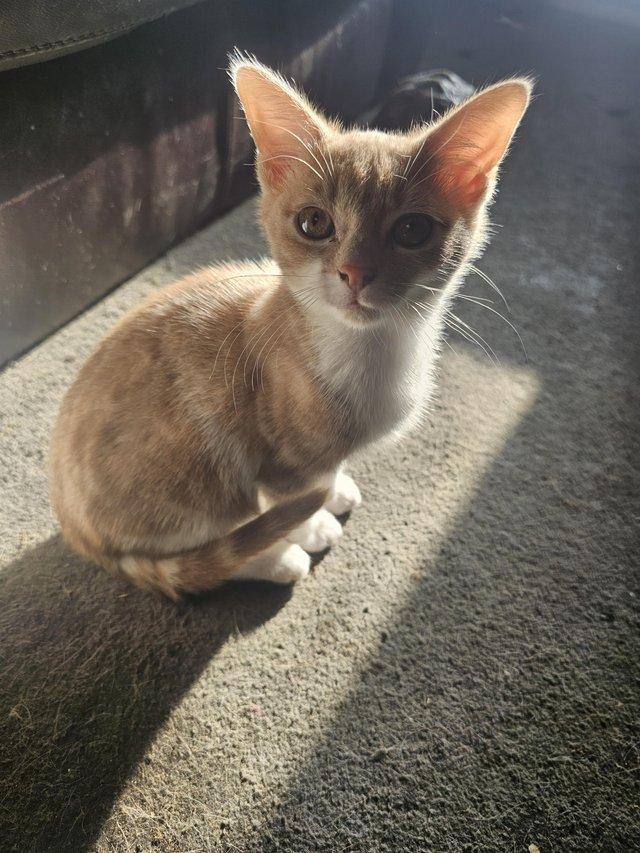 3month Beuitful kittens ready to go now — photo 2 of 4