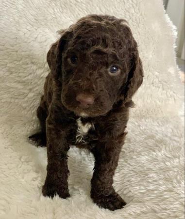 Image 1 of Stunning Five Star F2 Cockerpoo Pups - Or Sensible Offers