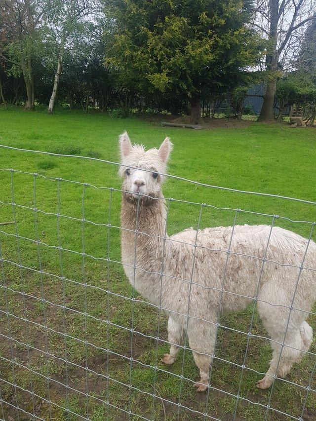 Preview of the first image of Female Alpaca for sale 8 months old.