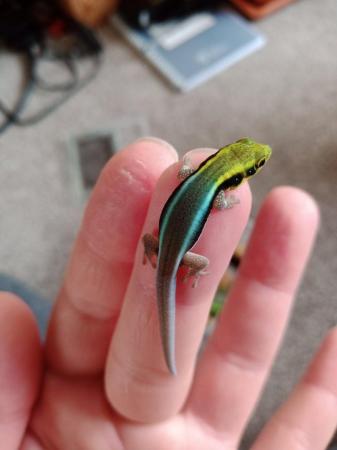 Image 4 of Phelsuma klemmeri/ Neon Day Gecko for sale