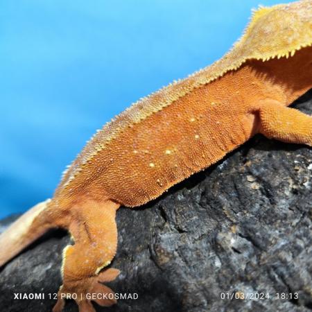 Image 2 of Female tangerine/red female crested gecko
