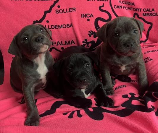 Image 3 of Staffie pups for sale 7 weeks old microchipped fleed wormed
