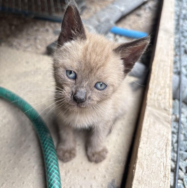 Gorgeous boy kitten for sale — photo 2 of 4