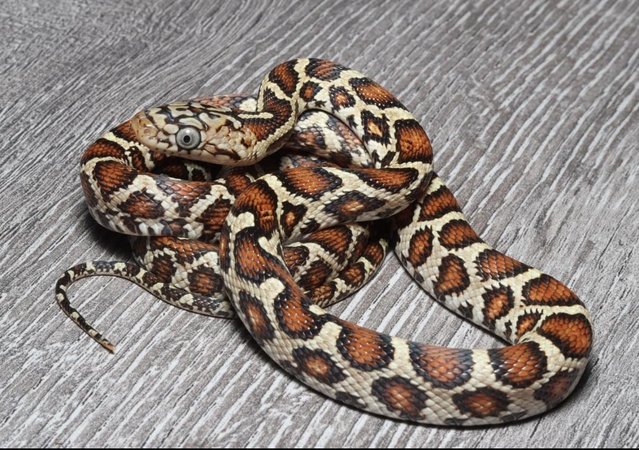 Preview of the first image of Various Snakes For Sale please see.