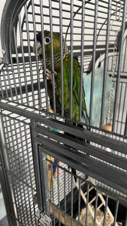 Image 2 of 15month green cheeked conure £250