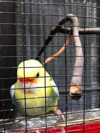 Image 2 of Adult Pied Pennant for sale,aviary bird