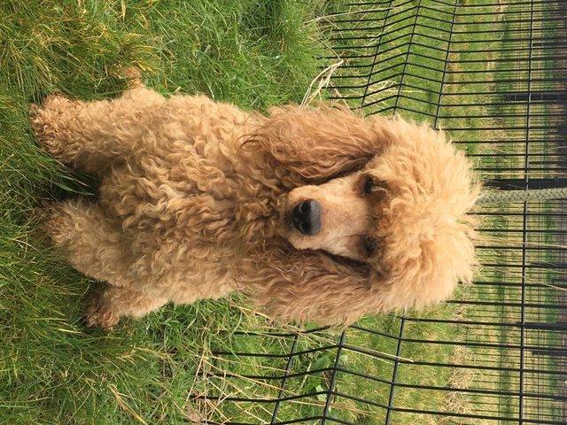 Preview of the first image of Miniature Poodle at stud. KC registered..