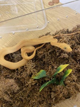 Image 5 of Baby Amazon tree boas11 baby’s all eating well  3,5,6 sold