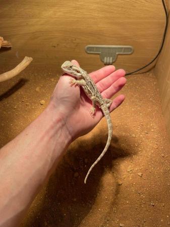 Image 3 of Bearded Dragon 2023 born for sale