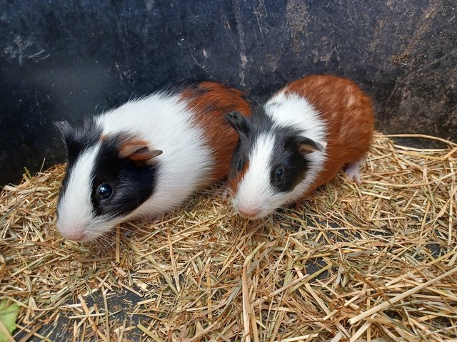 Preview of the first image of Baby guinea pigs stoke on trent.