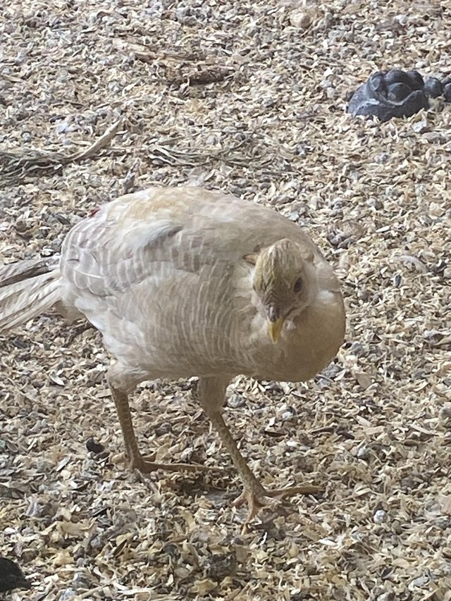 Golden Pheasants Aviary Breed — photo 2 of 4