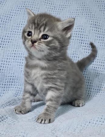 Image 10 of Beautiful Britishshorthair kittens