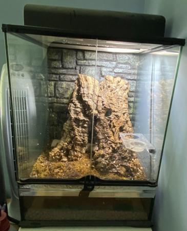 Image 4 of Crested Gecko w/ Exo Terra 45x45x60cm (18x18x24")