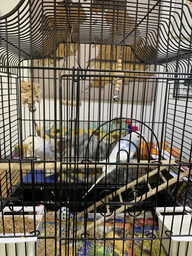 Preview of the first image of 2 Baby Budgies and cage.