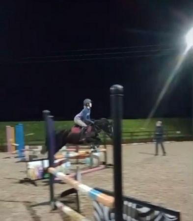 Image 16 of 12.2 section C gelding - super fun pony club all rounder