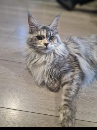 Image 11 of Stunning polydactyl maine coon girls