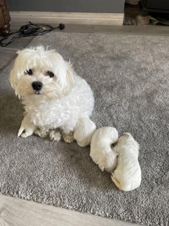 Image 4 of Beautiful Tiny Quality KC Maltese Puppies For Sale
