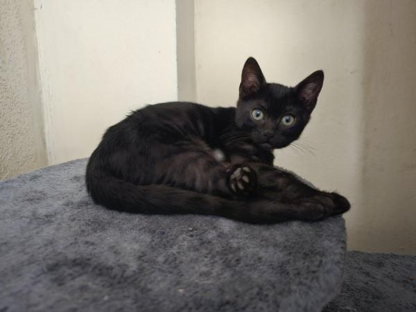 Image 16 of Tica Reg Bengal Kittens for loving home