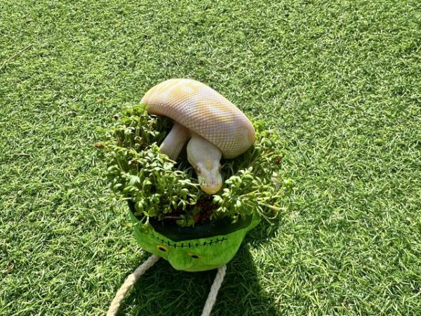 Image 7 of Cinnamon pastel albino ball python for sale