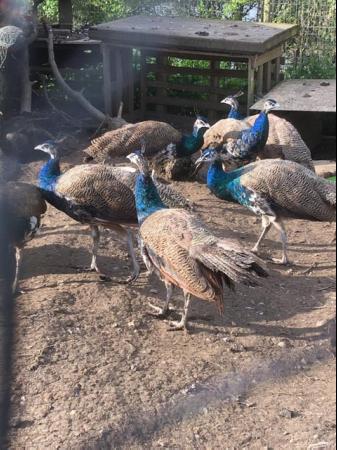 Image 1 of One Year Old Indian Blue Peacocks for sale.£50 each.